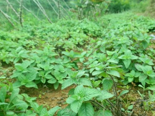BG-meraki-indonesia-farmer-supplier-cincau-hitam-3 BG-meraki-indonesia-farmer-supplier-cincau-hitam-3