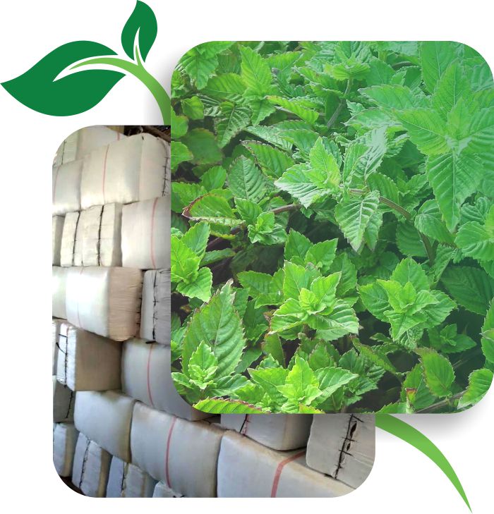 tentang-kami-meraki-indonesia-farmer-supplier-cincau-hitam tentang-kami-meraki-indonesia-farmer-supplier-cincau-hitam